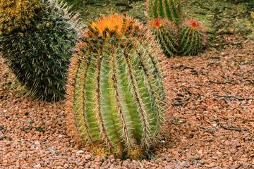 Fototapeta premium prickly small cactus Ferocactus gracilis on stony ground with dried flowers and orange flower ends in autumn. Country of origin Mexico on the Americas