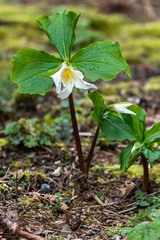 Wet trillium with white flowers blooming on a rainy day, against the forest floor