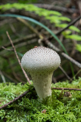 Edible mushroom, Lycoperdon perlatum