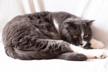 A Scottish lop-eared, short-haired cat lies in a ball on a white sheet with open yellow eyes.