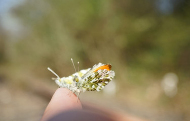 Nahansicht eines Aurorafalters
