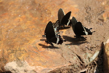 butterfly on the sand