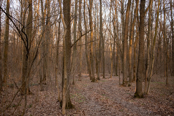Spring in the forest. A lot of trees. Nature background. 