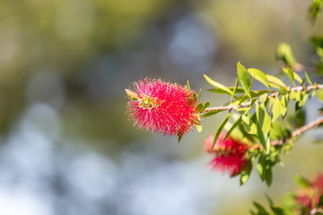 Bottle Brush Tree