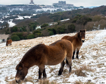 Dover UK Ponies In Snow