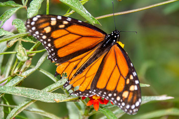 butterfly on flower