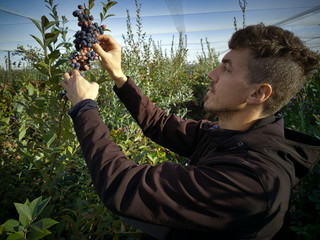 Young man picking blueberries at greenhouse orchard - Powered by Adobe