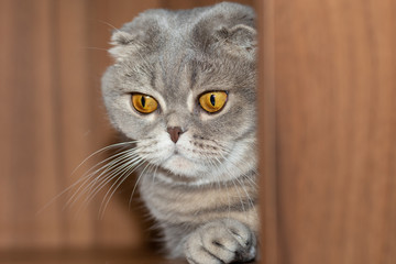 The Scottish Fold grey cat cautiously comes out of the corner.