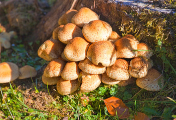 Pilze und Schwammerl in österreichischen Wäldern