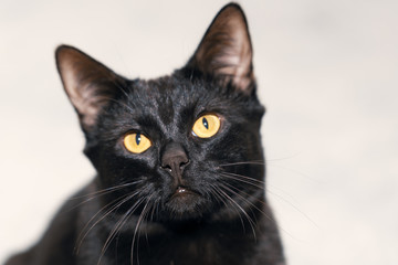 Portrait of a black well-groomed cat with yellow eyes