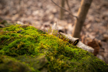Fototapeta premium Fallen leaves in the forest. Moss on the stone. Beautiful nature. Macro.