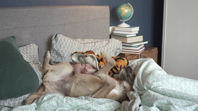 Teenager,  Boy Is In Bed Room Playing With A Pet Dog