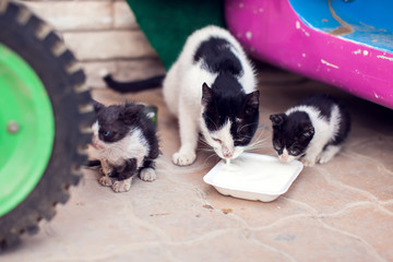 A group of homeless cats mother and kittens eating food on the street. Pet protection concept