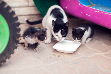 A group of homeless cats mother and kittens eating food on the street. Pet protection concept