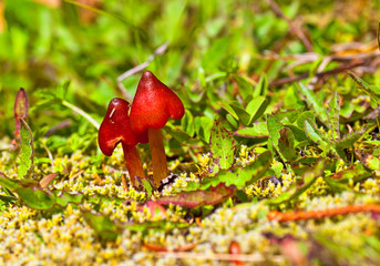 Pilze und Schwammerl in österreichischen Wäldern