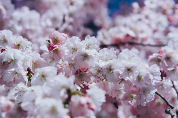 Flowers of the cherry blossoms on a spring day.