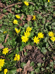 yellow buttercups in spring in the forest