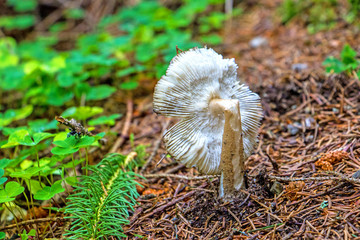 Pilze und Schwammerl in österreichischen Wäldern