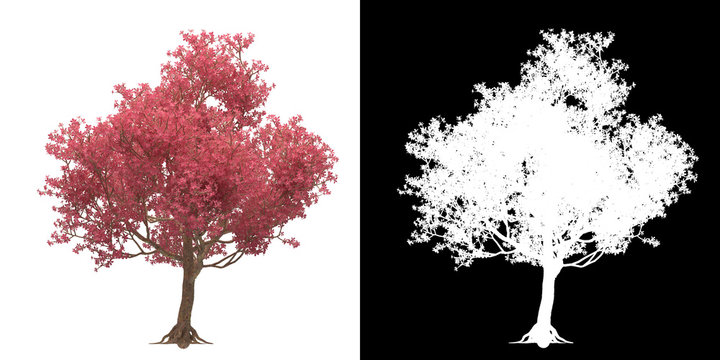 Front view of tree (Chorisia Speciosa) png with alpha channel to cutout made with 3D render