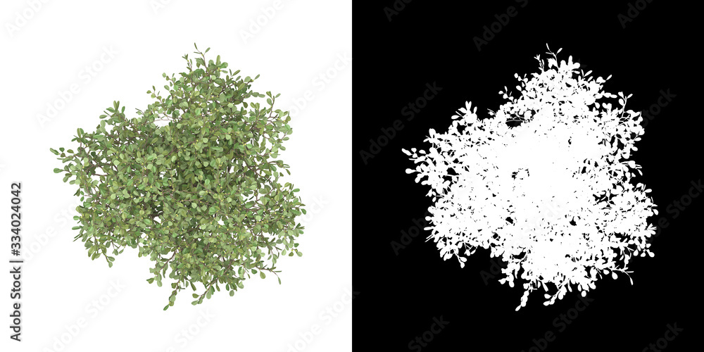 Canvas Prints top view of tree (clusia rosea) png with alpha channel to cutout made with 3d render