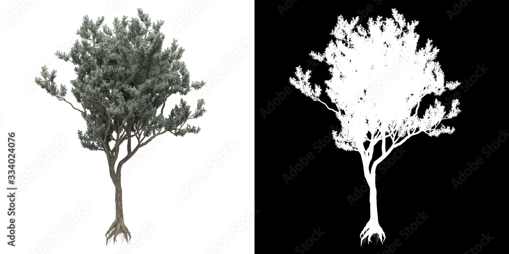Wall mural left view of tree (conocarpus erectus) png with alpha channel to cutout made with 3d render