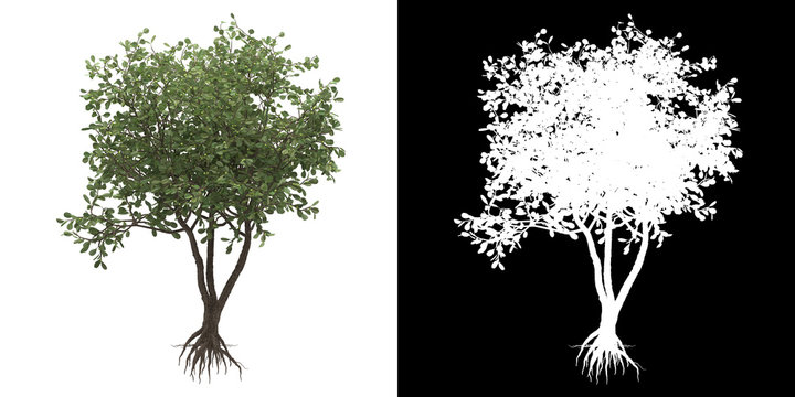 Front view of tree (Clusia Rosea) png with alpha channel to cutout made with 3D render