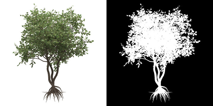 Left view of tree (Clusia Rosea) png with alpha channel to cutout made with 3D render