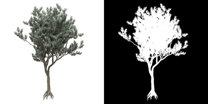 Left view of tree (Conocarpus Erectus) png with alpha channel to cutout made with 3D render