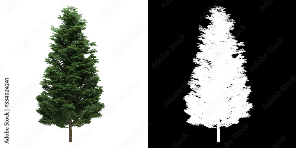 Canvas Prints front view of tree (cupressoncyparis leylandii) png with alpha channel to cutout made with 3d render