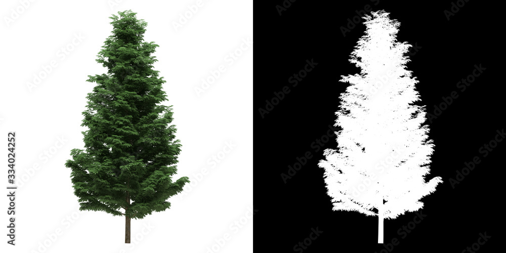 Canvas Prints left view of tree (cupressoncyparis leylandii) png with alpha channel to cutout made with 3d render