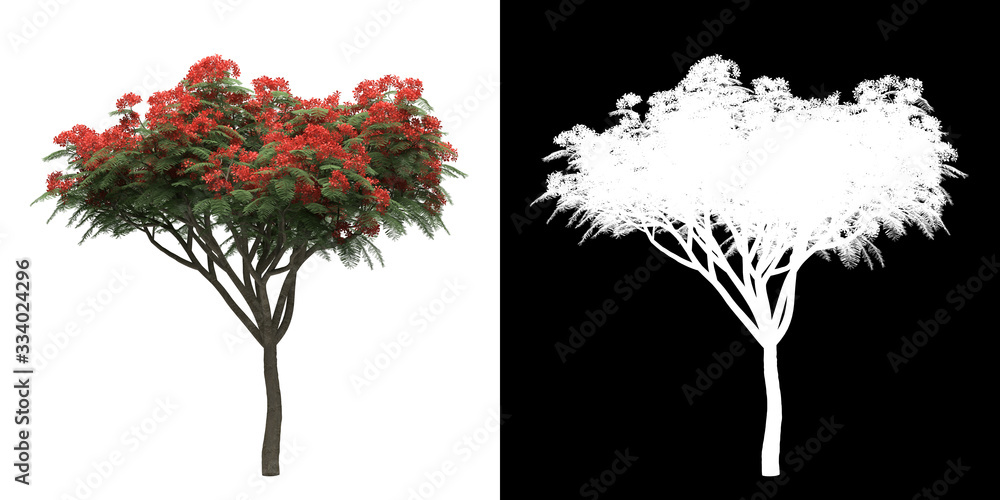 Wall mural front view of tree (delonix regia) png with alpha channel to cutout made with 3d render