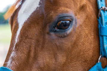 Detalhe dos olhos de um cavalo de cor alazão, da raça quarto de milha.