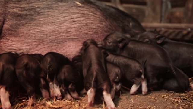 Newborn piglets are fighting for food. Sow feeds piglets