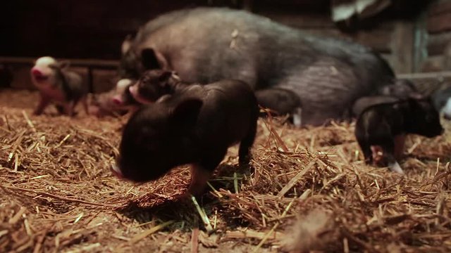 Newborn piglets and sow on the farm.