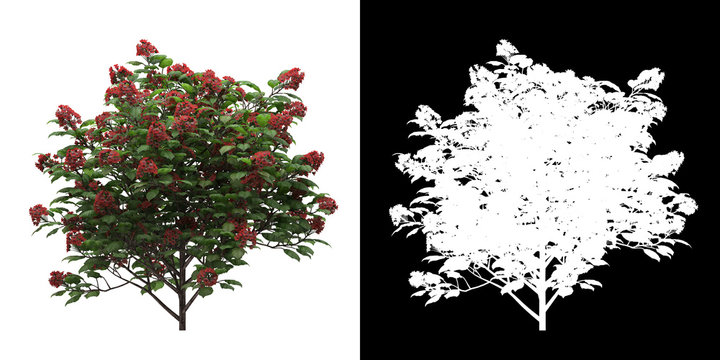Left view of tree (Dombeya Seminole) png with alpha channel to cutout made with 3D render