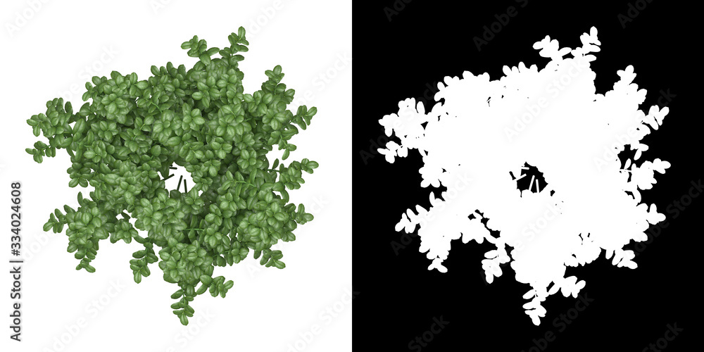 Wall mural top view of tree (ficus microcarpa) png with alpha channel to cutout made with 3d render
