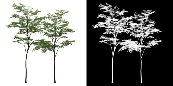 Left view of tree (Forest) png with alpha channel to cutout made with 3D render