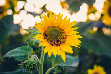 Obraz premium sunflowers