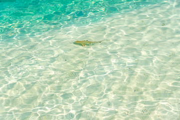 A shark swimming near the resort in Maldives.
