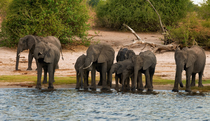 Herd of elephants drinks along the river.