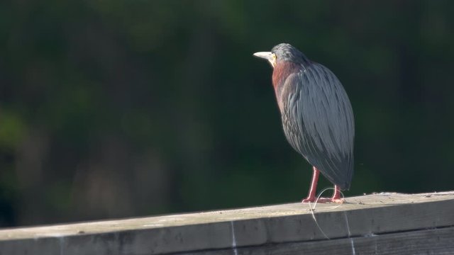 Portrait green heron at park dock on Lake Jesup in Oviedo near Orlando Florida
