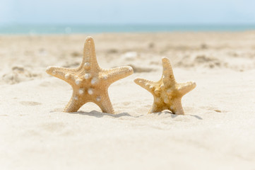 2 sea stars standing on golden sand near sea. Couple on summer vacation concept
