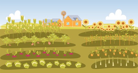 Neat Beds with Vegetables in Farmers Garden.