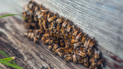 Honey bee in the entrance to a wooden beehive in the evening