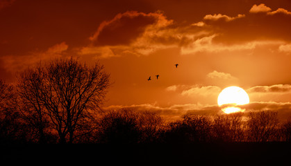 Fototapeta premium sunset over norfolk skies with three birds flying through the photograph and framed by a tree