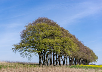 Line of trees in Fairydale Yorkshire