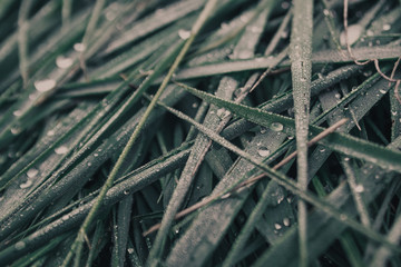 fresh grass