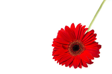 Red gerber isolated on white background close up with copy space.