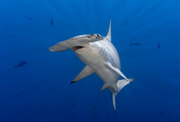 Hammerhead shark in sun rays - obrazy, fototapety, plakaty