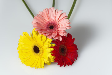 Bouquet of gerberas isolated on white background close - up.